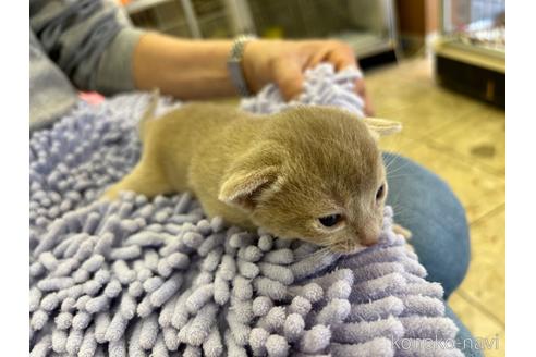 成約済の愛知県のアビシニアン-43203の13枚目