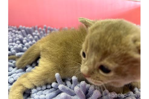 成約済の愛知県のアビシニアン-43204の1枚目