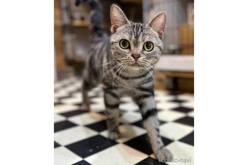 成猫のアメリカンショートヘアを探す 子猫ブリーダーナビ