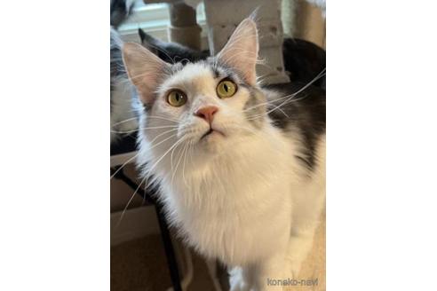 成猫のメインクーンを探す 子猫ブリーダーナビ
