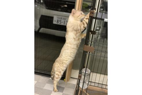 の愛知県の-