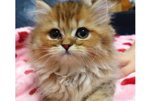 成約済の愛知県のペルシャ(チンチラ)-43026の3枚目