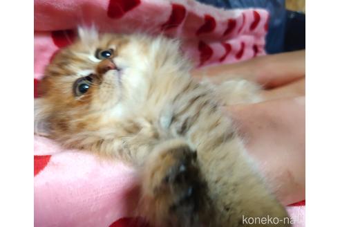 成約済の愛知県のペルシャ(チンチラ)-43026の2枚目