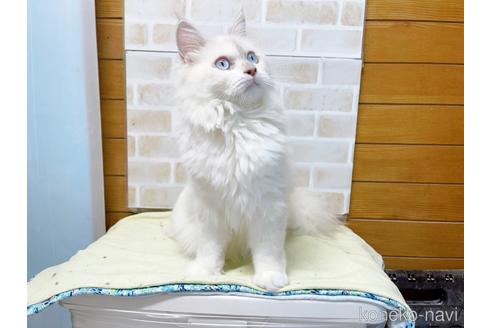 成約済の東京都のラグドール-34507の7枚目