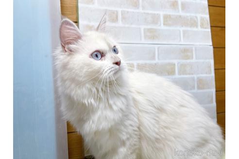 成約済の東京都のラグドール-34507の6枚目