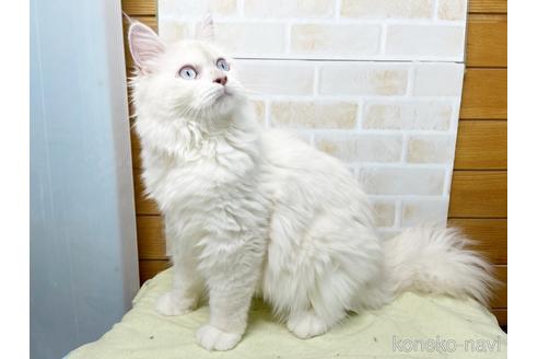 成約済の東京都のラグドール-34507の5枚目