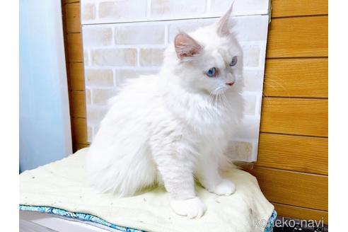 成約済の東京都のラグドール-34507の4枚目