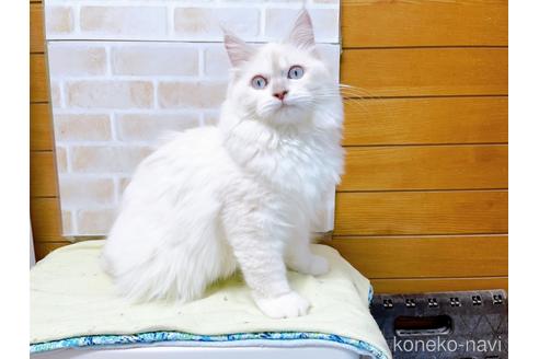 成約済の東京都のラグドール-34507