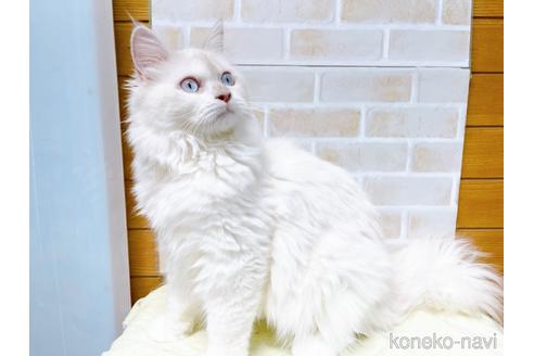 成約済の東京都のラグドール-34507の3枚目