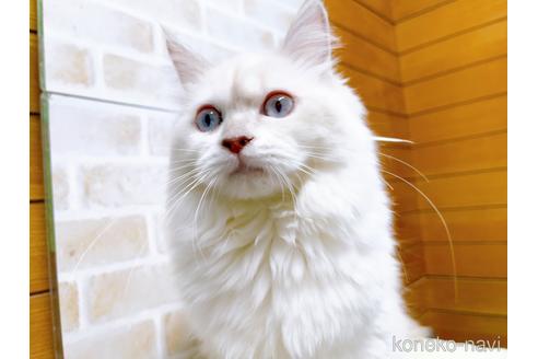 成約済の東京都のラグドール-34507の2枚目