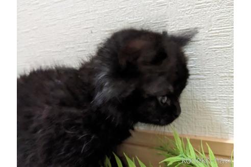 成約済の広島県のミックス-42039の20枚目