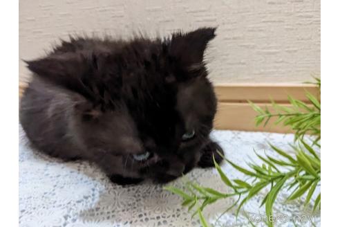成約済の広島県のミックス-42039の18枚目