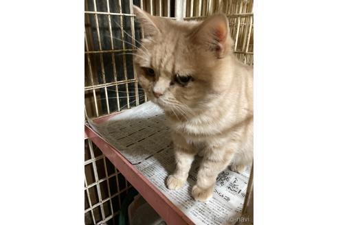 成猫のマンチカンを探す 子猫ブリーダーナビ