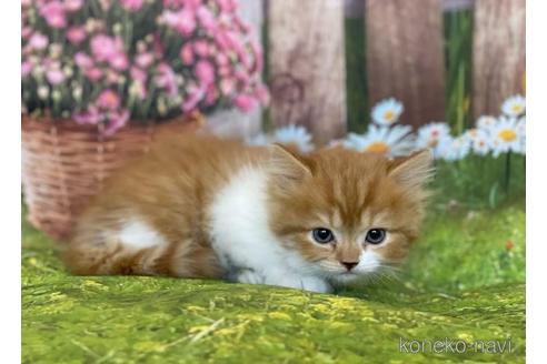 成約済の三重県のスコティッシュフォールド-43606の2枚目