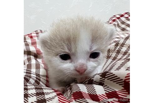 成約済の埼玉県のスコティッシュフォールド-42735の47枚目