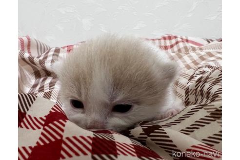 成約済の埼玉県のスコティッシュフォールド-42735の44枚目