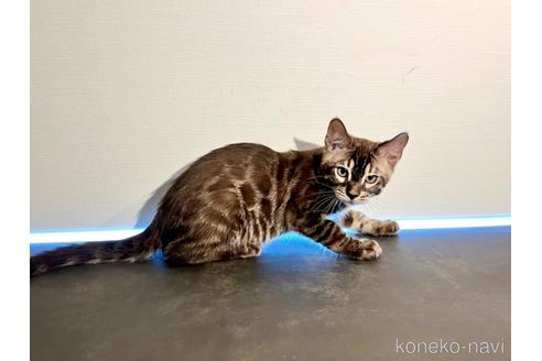 成約済の愛媛県のベンガル-40832の10枚目