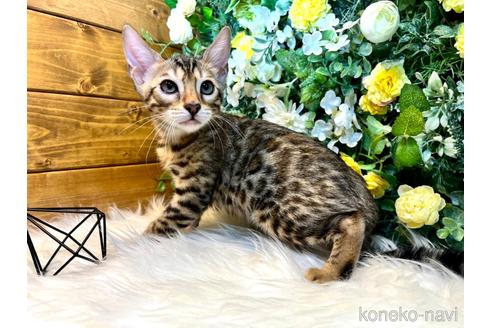 成約済の愛媛県のベンガル-43685の13枚目