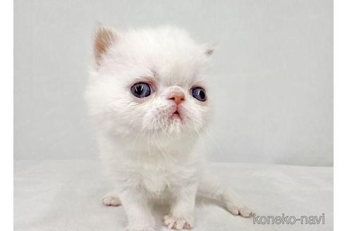 販売中の東京都のエキゾチックショートヘア-43773