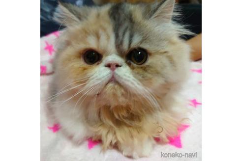 成約済の愛知県のエキゾチックショートヘア-43783の1枚目