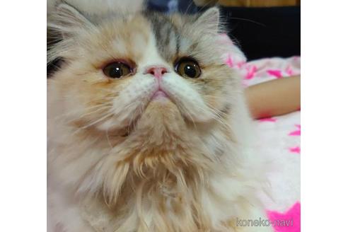 成約済の愛知県のエキゾチックショートヘア-43783の5枚目