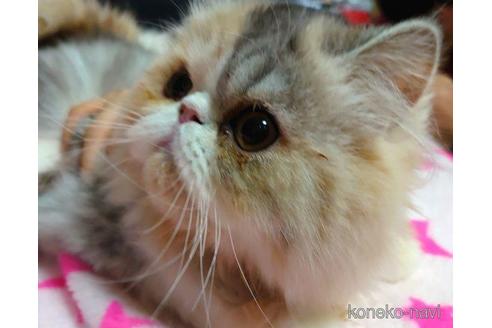 成約済の愛知県のエキゾチックショートヘア-43783の2枚目