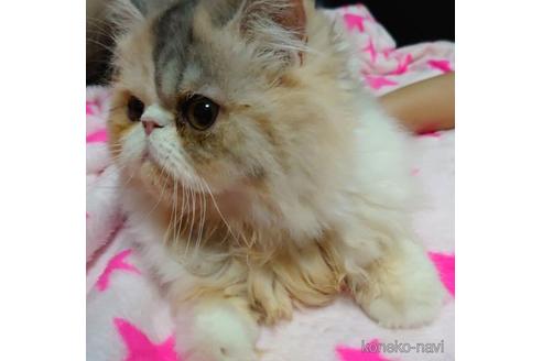 成約済の愛知県のエキゾチックショートヘア-43783の4枚目