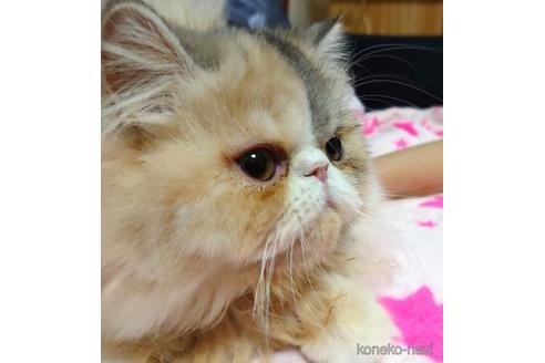 成約済の愛知県のエキゾチックショートヘア-43783の3枚目