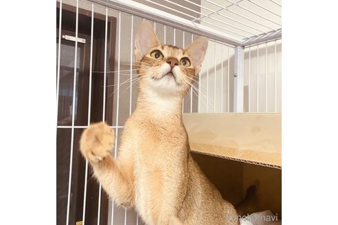 成約済の大阪府のアビシニアン-43793