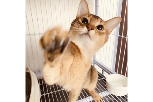 成約済の大阪府のアビシニアン-43795
