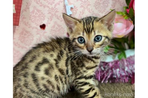 成約済の広島県のベンガル-43155の1枚目