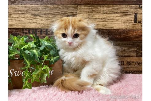 成約済の山梨県のスコティッシュフォールド(折れ耳)-42284の1枚目