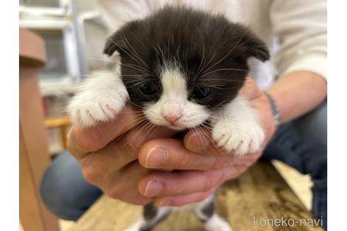 成約済の愛知県のスコティッシュフォールド-43894の2枚目