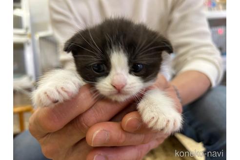 成約済の愛知県のスコティッシュフォールド-43894の1枚目