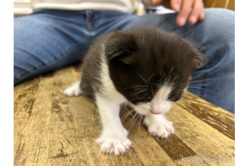 成約済の愛知県のスコティッシュフォールド-43894の5枚目