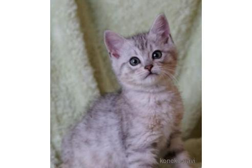 価格が安いその他の猫種の子猫を探す 子猫ブリーダーナビ