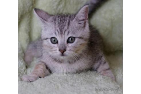 35万円以下のその他の猫種の子猫を探す 子猫ブリーダーナビ