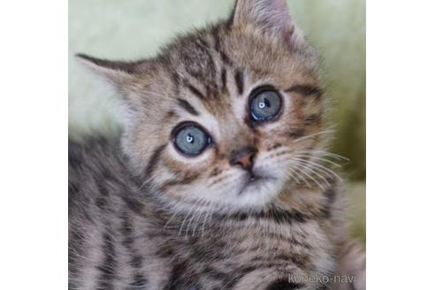 万円以下のその他の猫種の子猫を探す 子猫ブリーダーナビ
