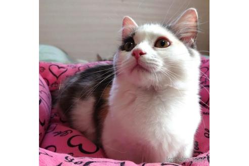 成約済の愛知県のミヌエット(短足)-43988の2枚目