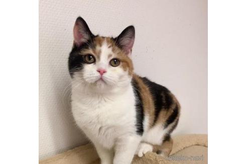 成約済の岡山県のスコティッシュフォールド-43992