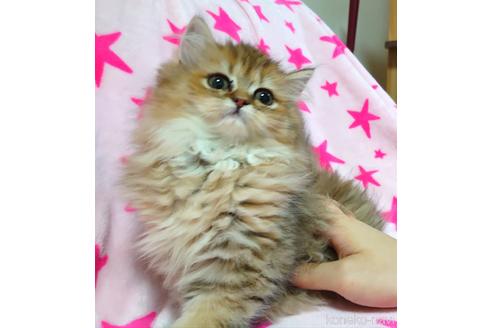 成約済の愛知県のペルシャ(チンチラ)-43026の5枚目