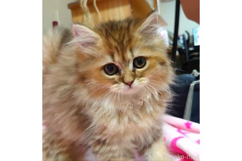 成約済の愛知県のペルシャ(チンチラ)-43026の4枚目