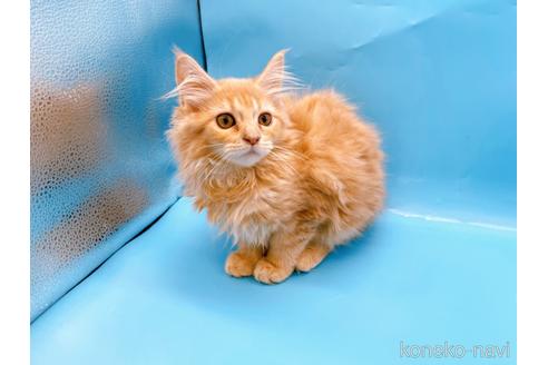 成約済の東京都のサイベリアン-41151の12枚目