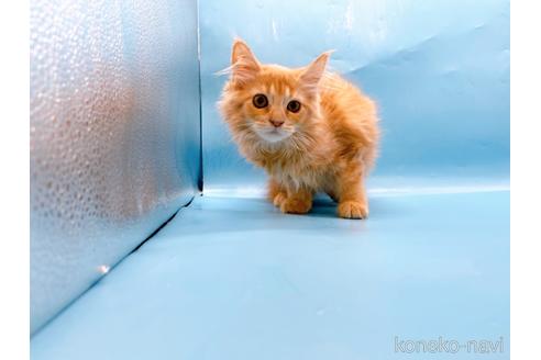 成約済の東京都のサイベリアン-41151の11枚目