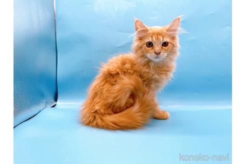 成約済の東京都のサイベリアン-41151の10枚目