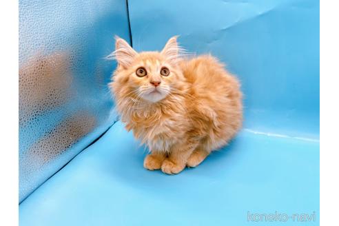 成約済の東京都のサイベリアン-41151の9枚目