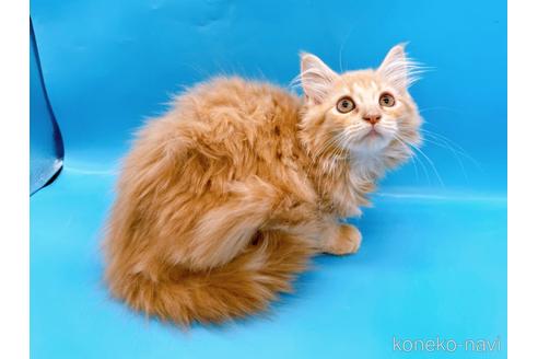 成約済の東京都のサイベリアン-41151の8枚目