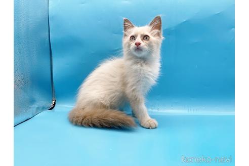 成約済の東京都のラグドール-42590の2枚目