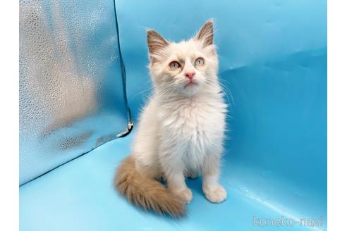 成約済の東京都のラグドール-42590の3枚目