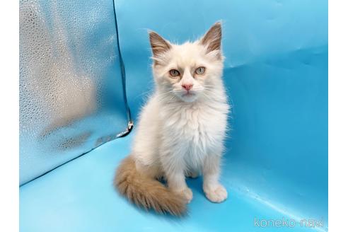 成約済の東京都のラグドール-42590